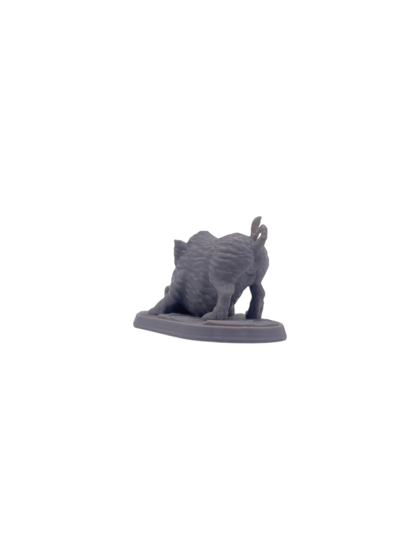Boar